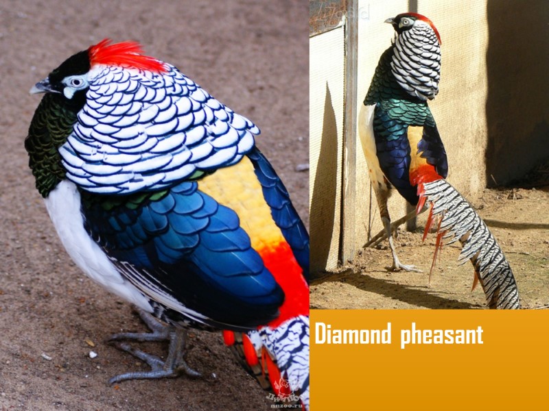 Diamond pheasant